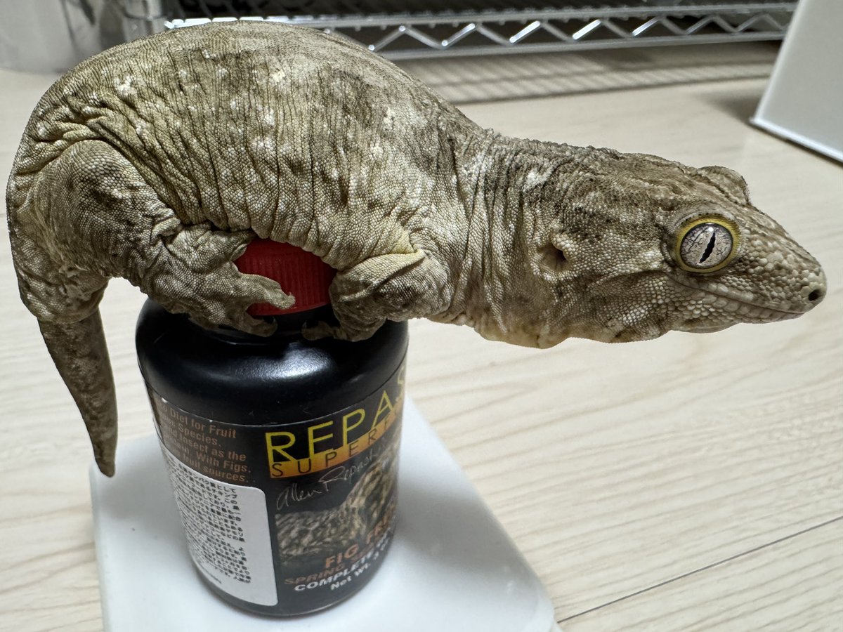 is2ballpython tweet picture