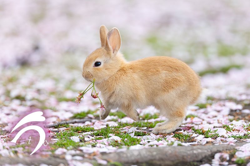 うさぎ写真家　uta tweet media