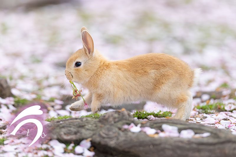 うさぎ写真家　uta tweet media