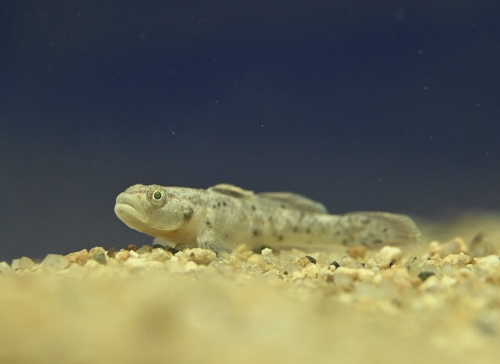 麻布学園生物部 tweet media