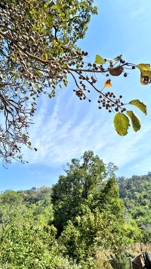 diary_Rural_Kld's tweet image. Visited with rural communities to CFRR-demarcated forest areas and gained practical understanding of bamboo protection, NTFP-based livelihoods, and forest conservation by forest-dwelling communities. #CFRR #FRA #NTFP #Livelihoods