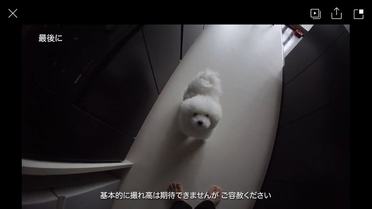 白く、柔らかな犬 tweet media