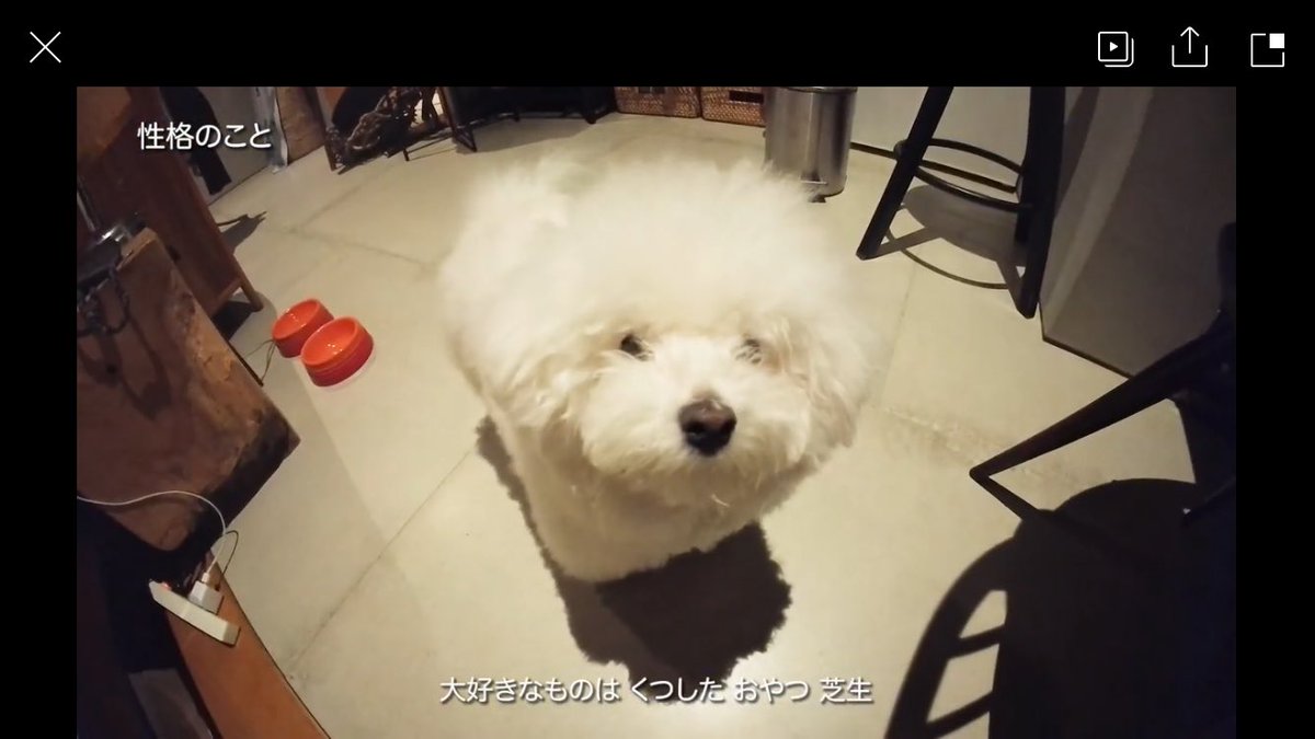 白く、柔らかな犬 tweet media