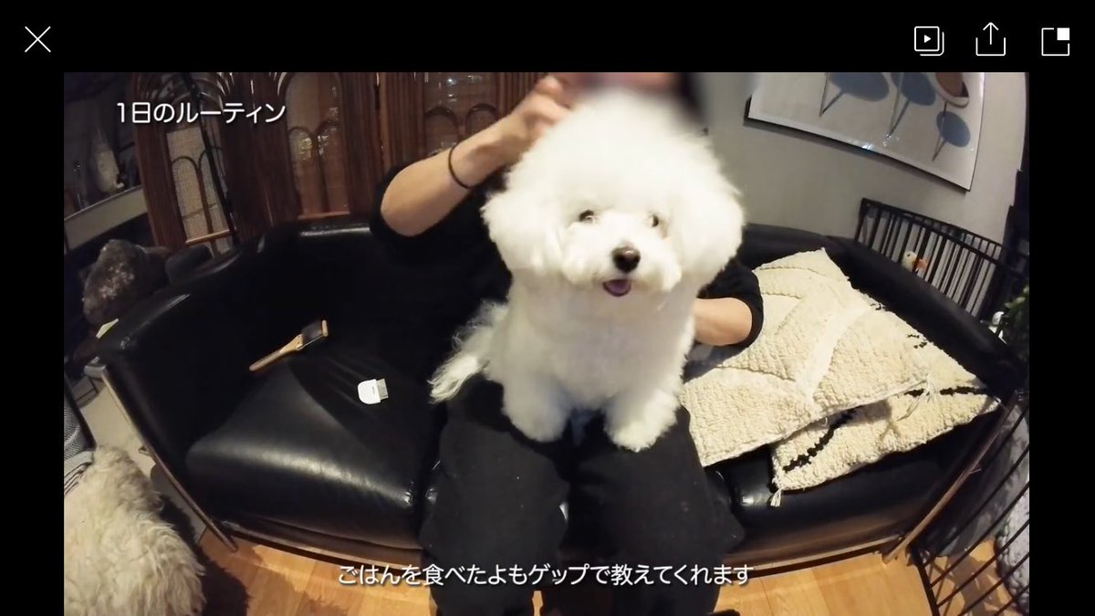 白く、柔らかな犬 tweet media