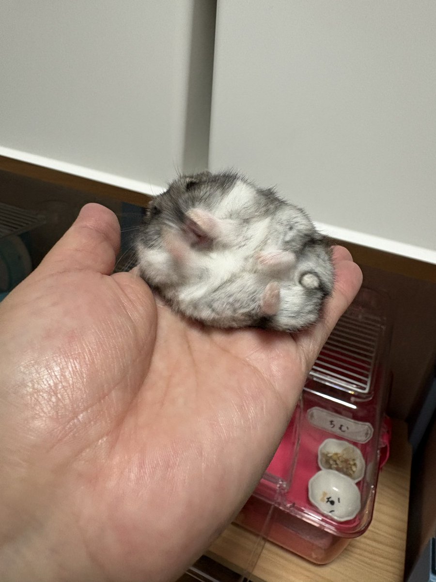 utamocchan's tweet photo. ちむ姫、初めて健康診断で病院行ってきました^ ^
何も異常なしの2歳のおばぁちゃん🥰
タオルに爪が引っかかって鳴き声上げてたちむ姫😂
#ハムスター https://t.co/Mnetts37xt