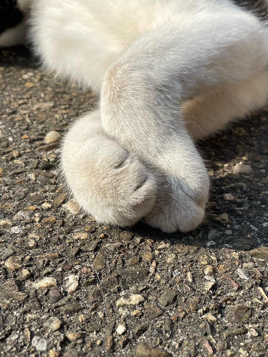 Guus and Goof Tuxie Bro's 😸😻 tweet media