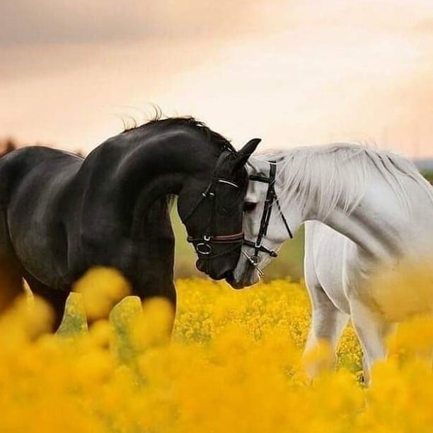 Beautiful Pics tweet media