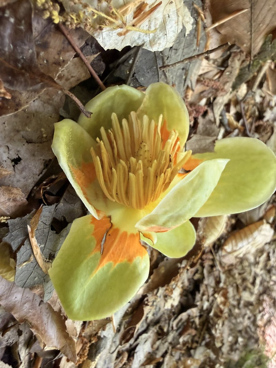 Blonde Musings 🇺🇸 tweet media