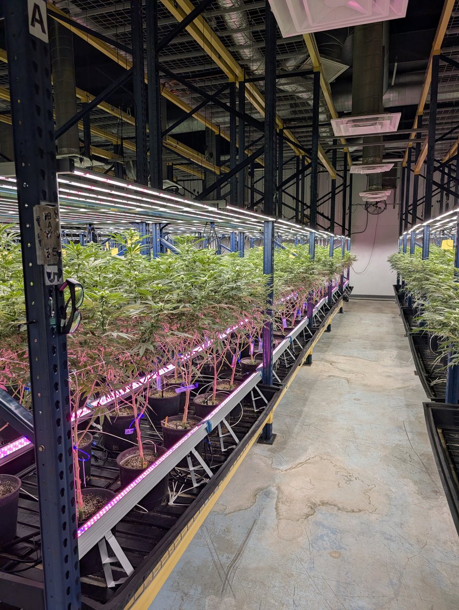 KingDgrow's tweet image. Trial run #2 for the under canopy lights. The first run showed an 18.5% increase in weight wet.
✨Like &amp;amp; Share✨ 💚🌱
#growyourown #cannabis #weed