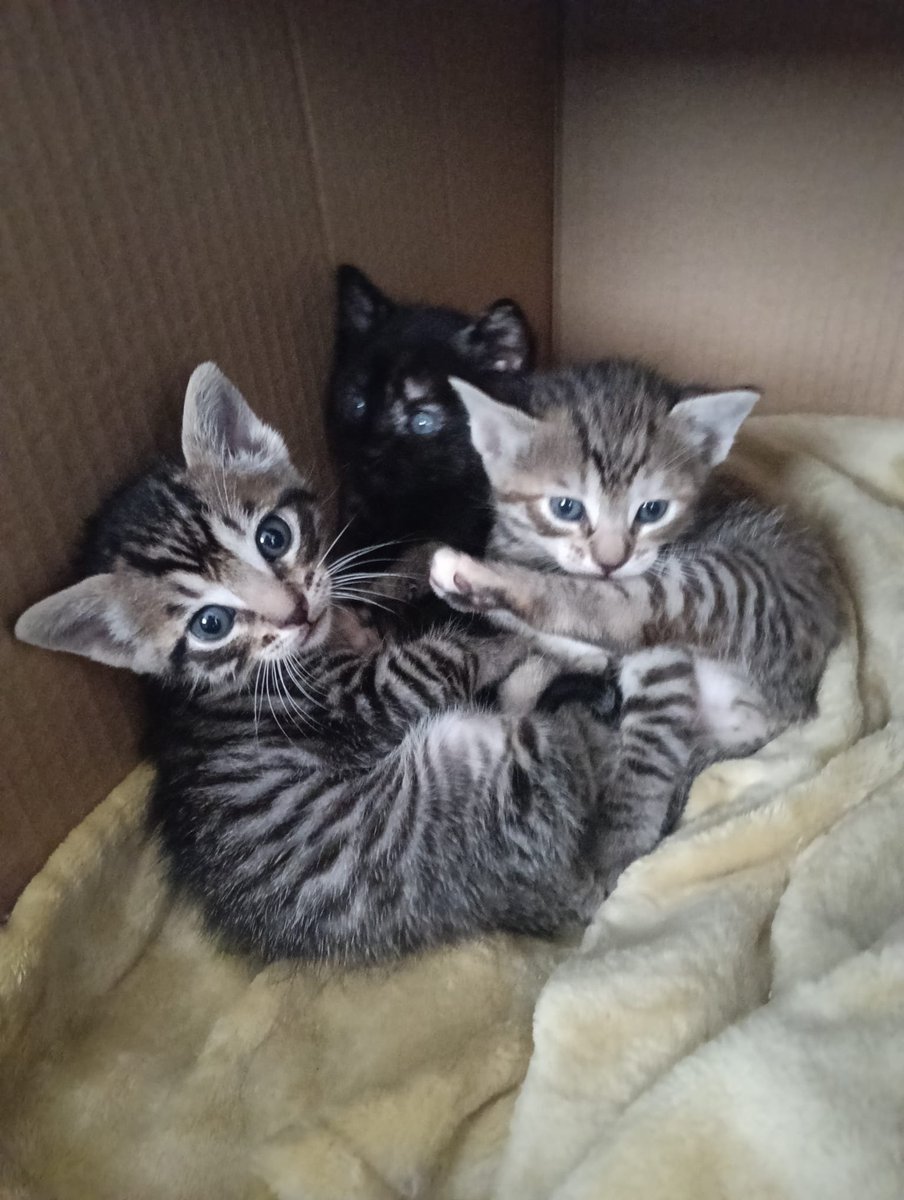 Sudwig's tweet photo. GATITOS  DE UN MES BUSCAN CASA:

-Zeon (negrita). Hembra. Dormilona y tranquila
-Zabi (gris un poco mas clarito). Hembra. Mansita y cariñosa.
-Zaku (gris un poco mas oscurito). Macho. Simpatico y juguetón.

Zona Sevilla-Córdoba. Podemos movilizarnos. Interesados MD! 

Difusión! https://t.co/zHLNWxKy1I
