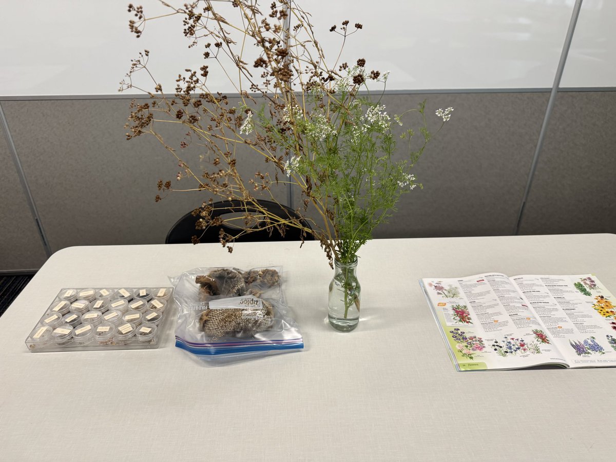 MsPaoliVegaRTGG's tweet photo. Our indoor garden stations are all set ๐๐ชจ๐ป๐ฑ and ready for Kindergarten to enjoy their hands-on ๐๐ผ science time ๐คฉ @BaneElementary @readygrowgarden @CyFairISD @CFISDnoticias #gardenday #elementaryscience #outdooreducation https://t.co/TjF3J2UKtY
