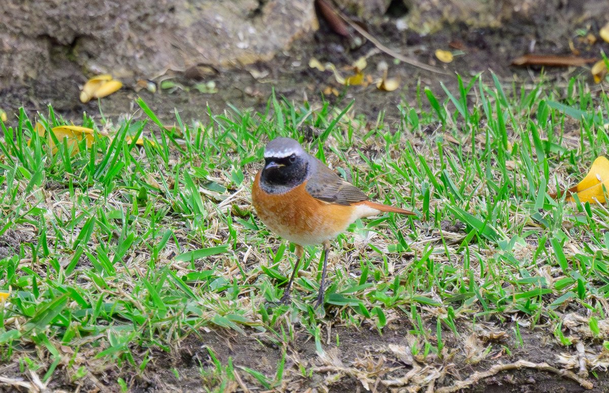 dparody's tweet image. Common Redstart #birding