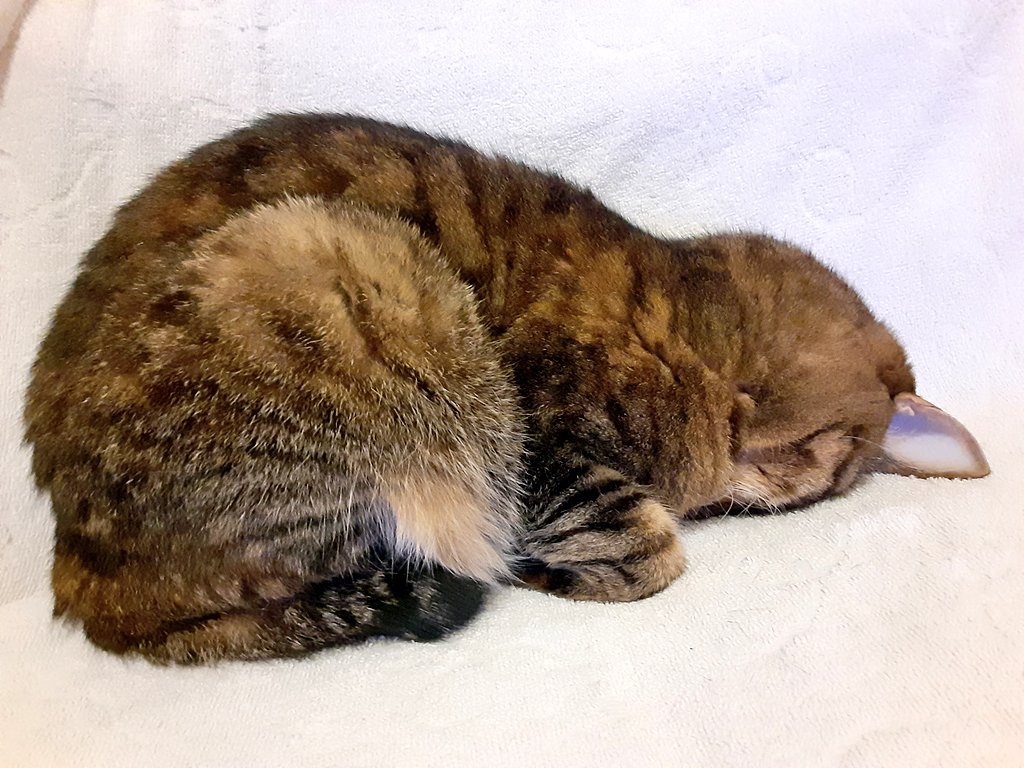 barmy ｺﾝﾄﾃﾞｭｰｽ 入厩ちぅ tweet media