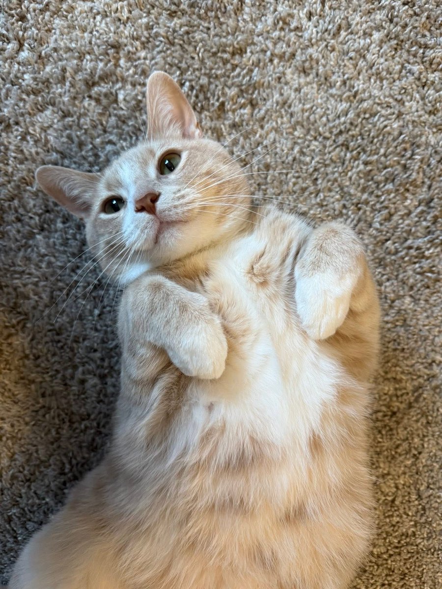 Luke (@swolepatrolluke) on Twitter photo 