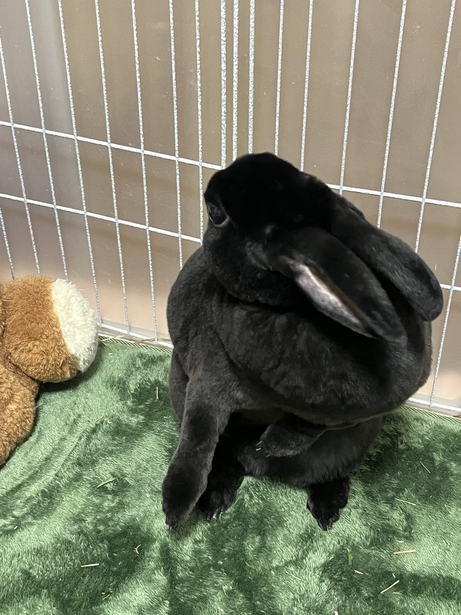 MiniRex🐰 tweet media