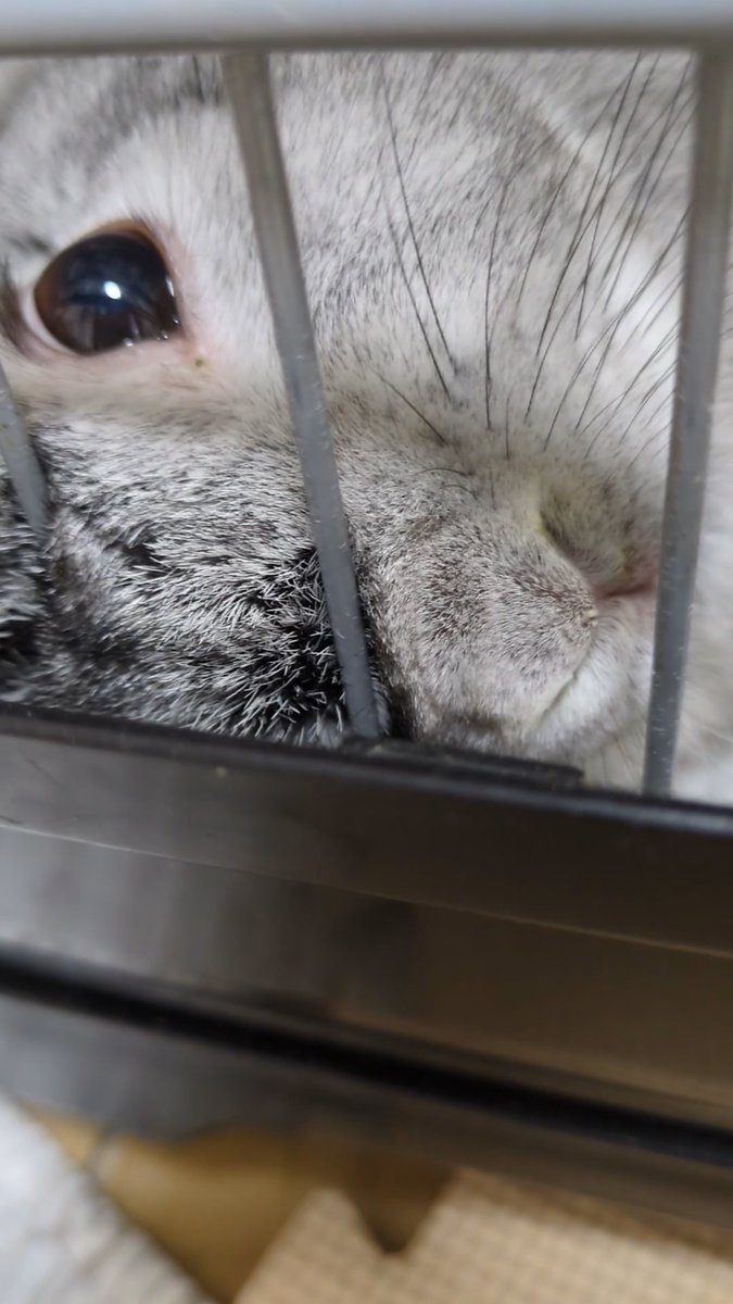 ひだまりひまり tweet media