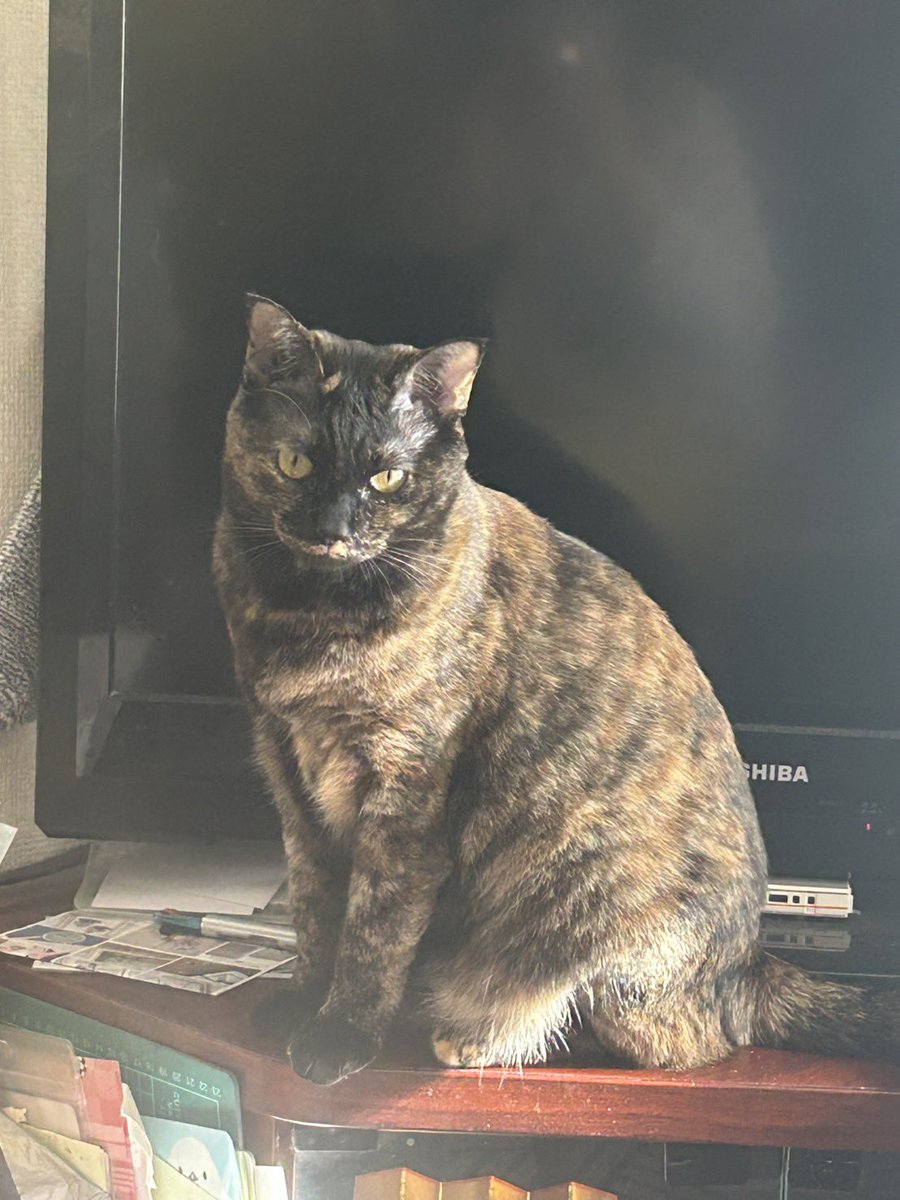 よまわり@猫を探しています tweet media