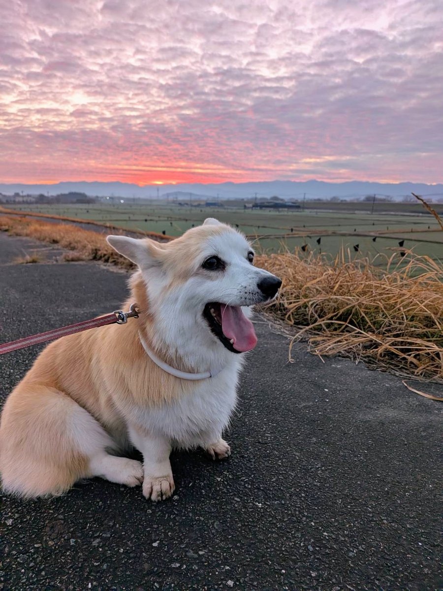 リリーママ tweet media