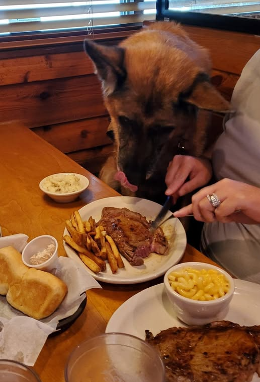 Best in Dogs tweet media