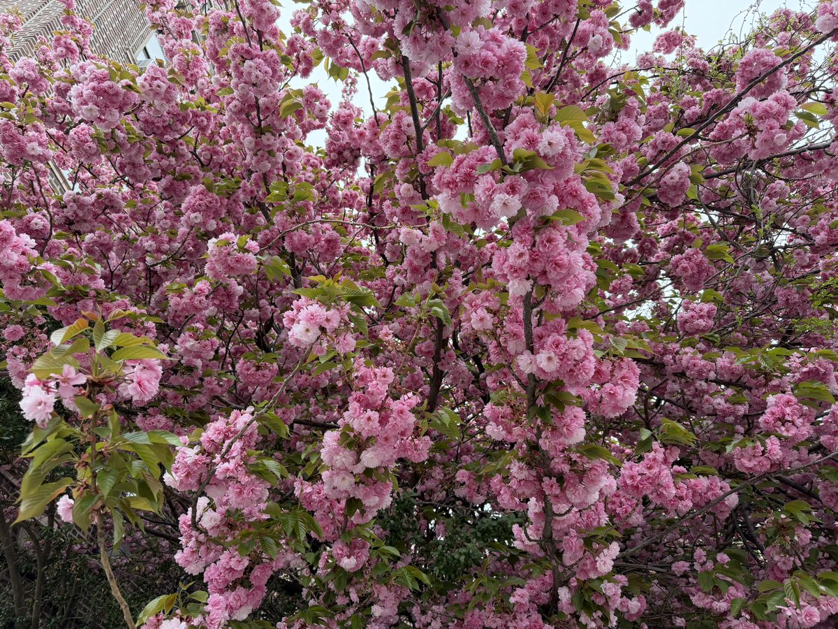 Senri Oe tweet media