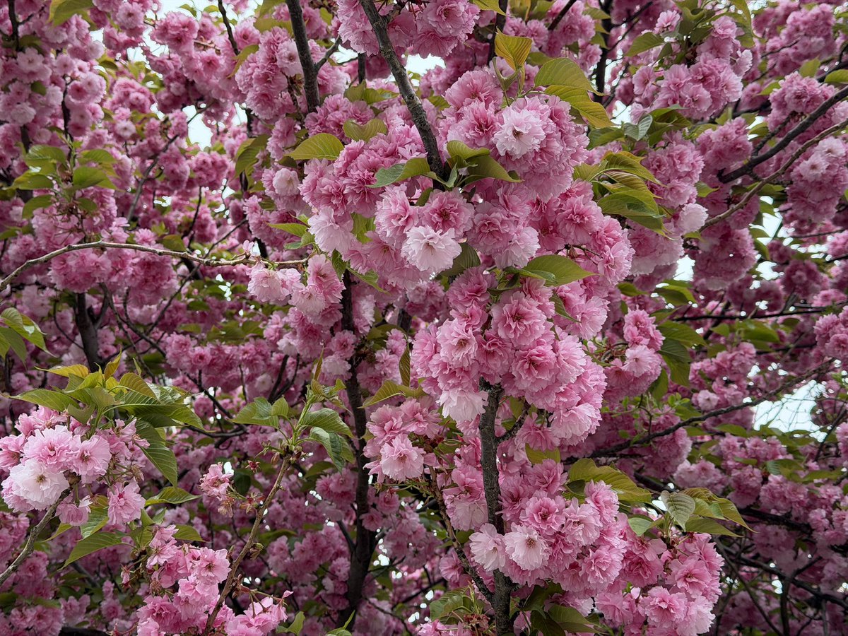 Senri Oe tweet media