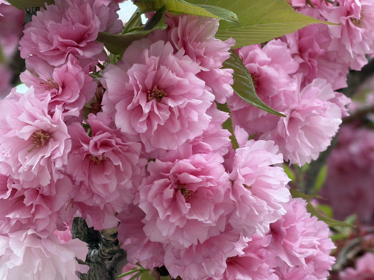 Senri Oe tweet media