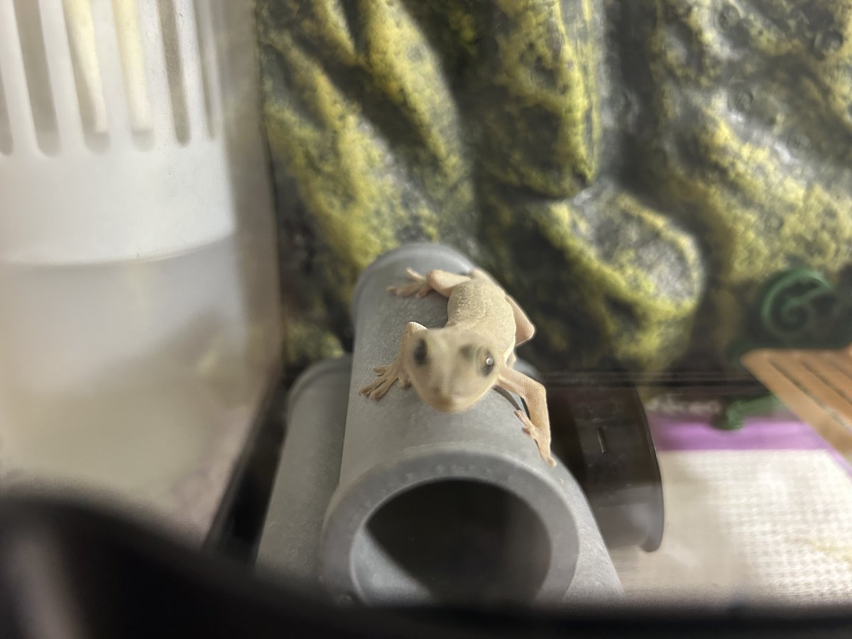 mikan🍊 tweet media