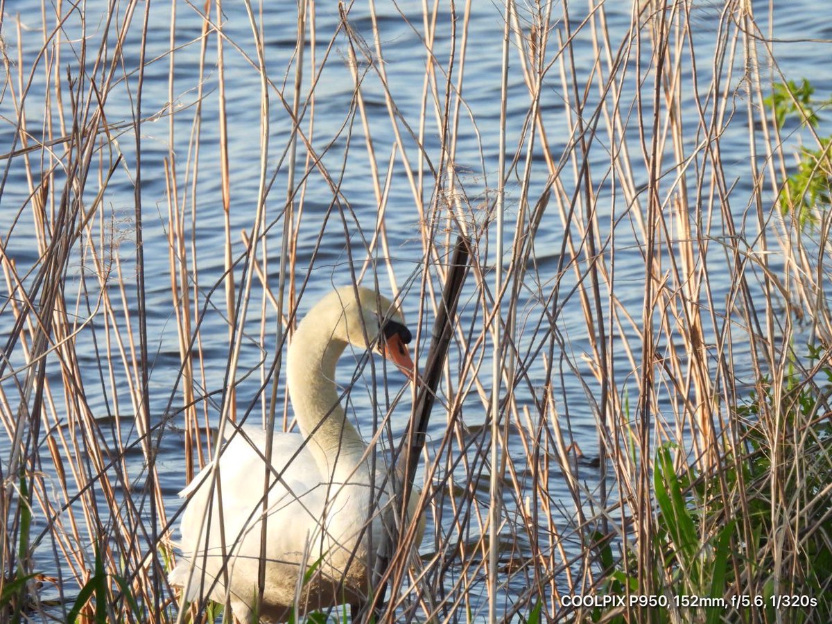 何となく沼に行きたくなりました(*´∇｀*)
白鳥🦢𓈒が卵を🥚抱いて
おりました😊
早く小さな🐣あなたに会いたいな♡(´•ω•`๑)♡
 #お父さん白鳥は近くで見守っておりますm(*_ _)m

おやすみなさいー