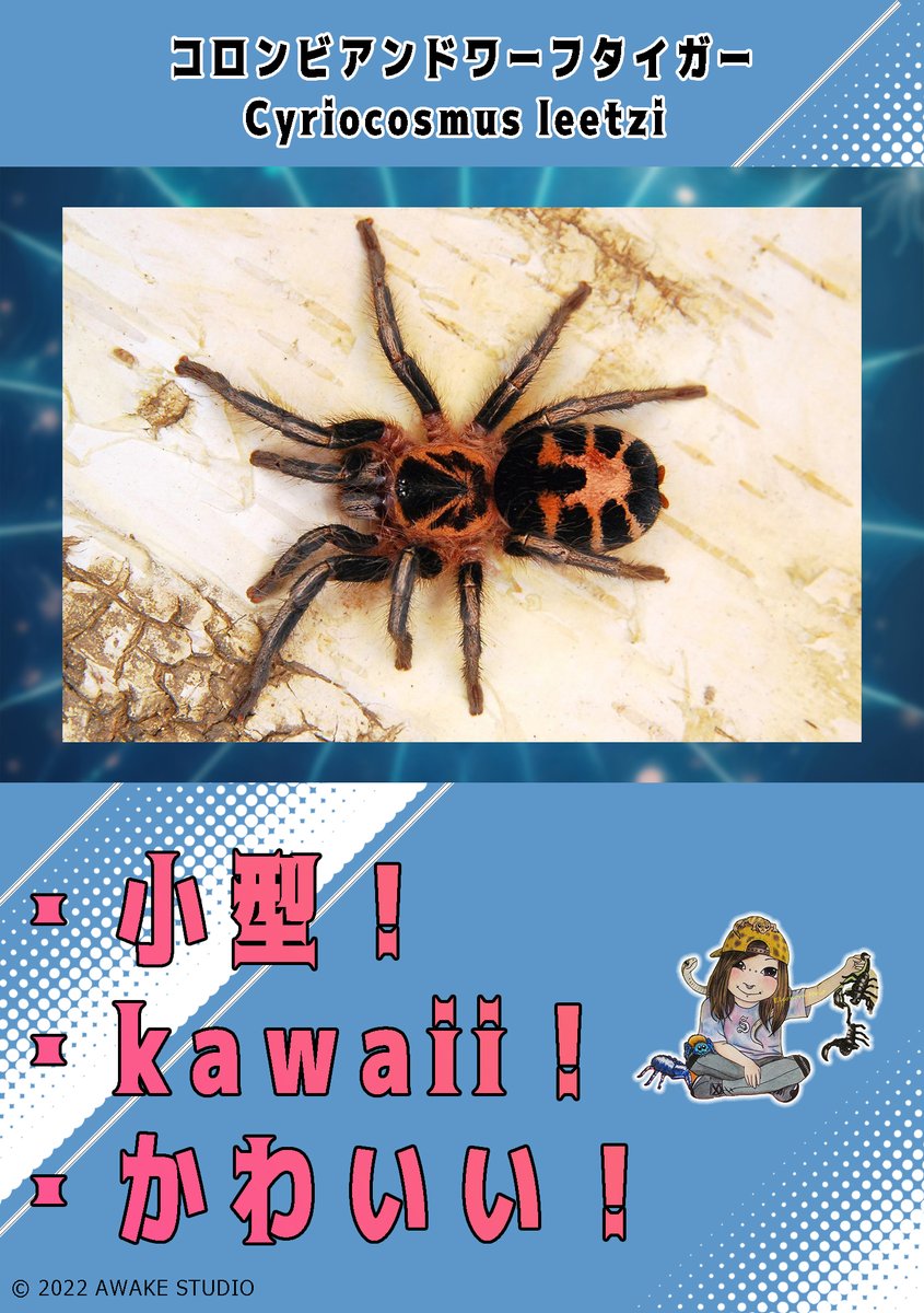タランチュラ　奇蟲 奇蟲屋 榊（タランチュラ通販店) (@spider_sakaki) on X