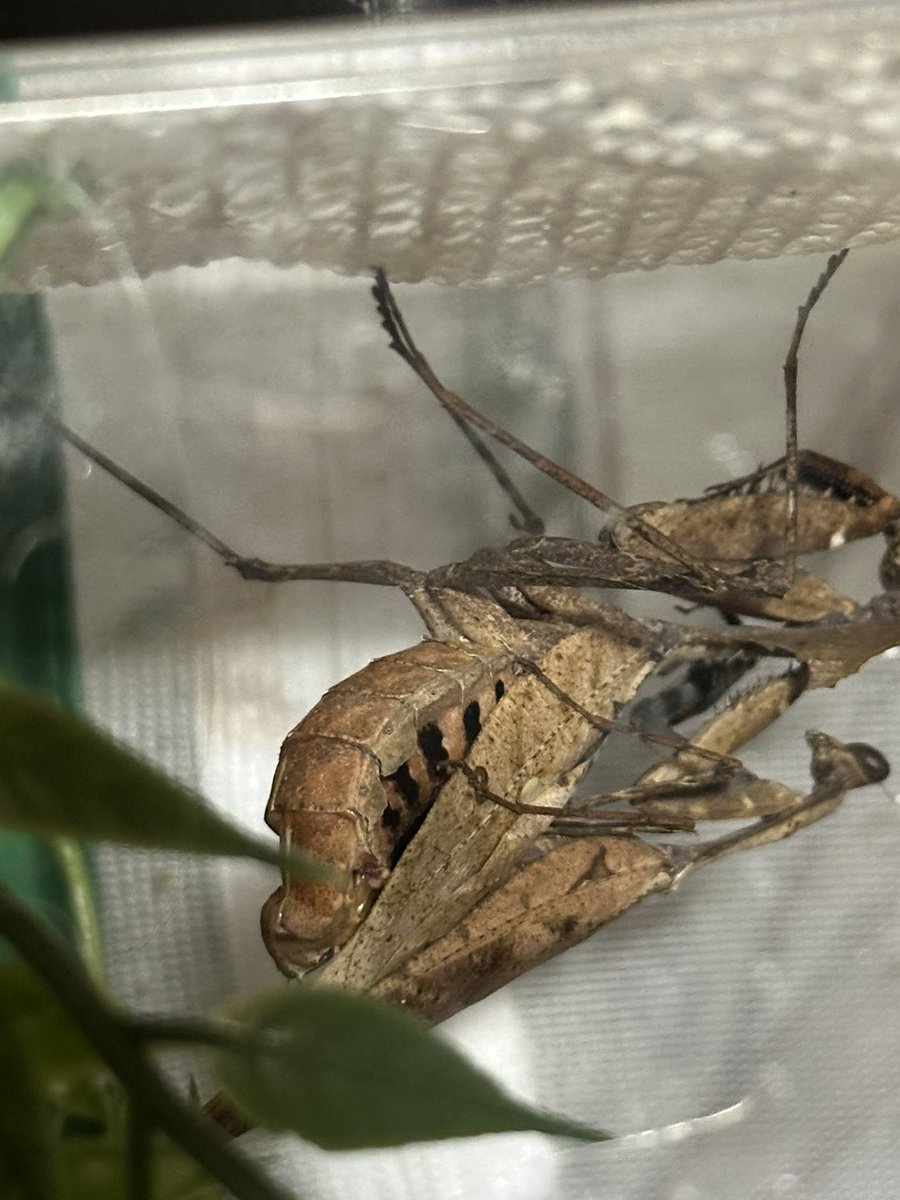 UMA65357910's tweet photo. よし、2度目の交接を確認 https://t.co/IhKdfyZzjF