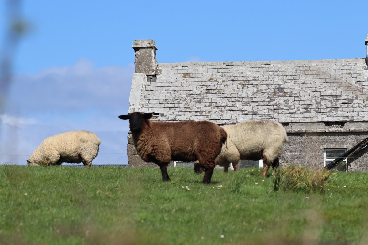 BDuffma's tweet image. #Clare #Burren #ThePhotoHour 🟡🔵🖤🤍💚💛⚪️⚫️ #200daysofwalking every family has one!! ❤️