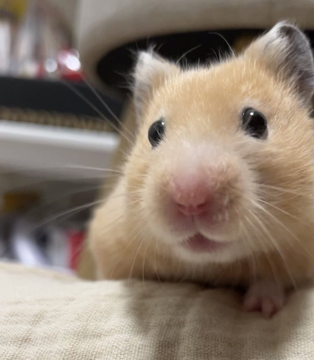 ふちゃま tweet media