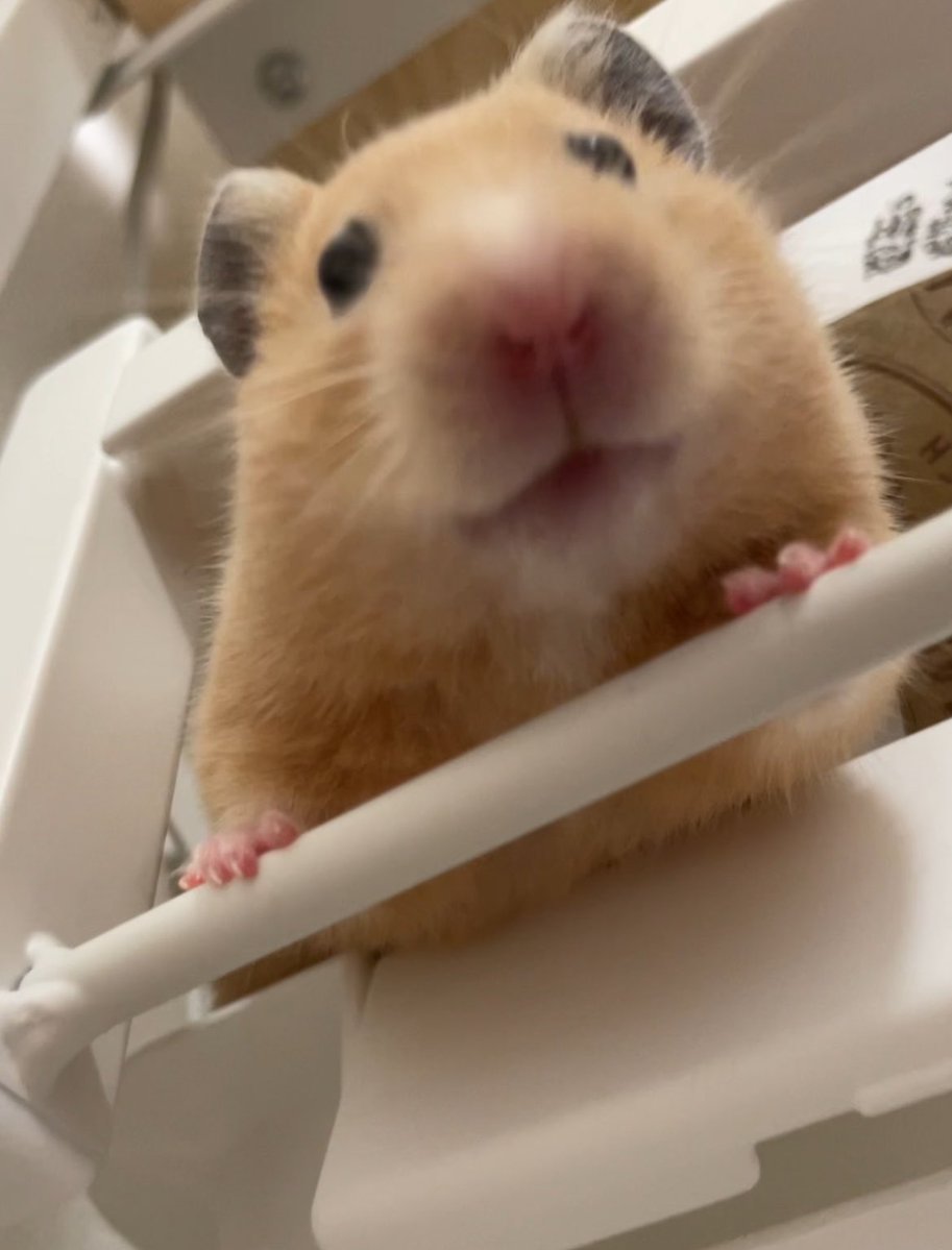 ふちゃま tweet media