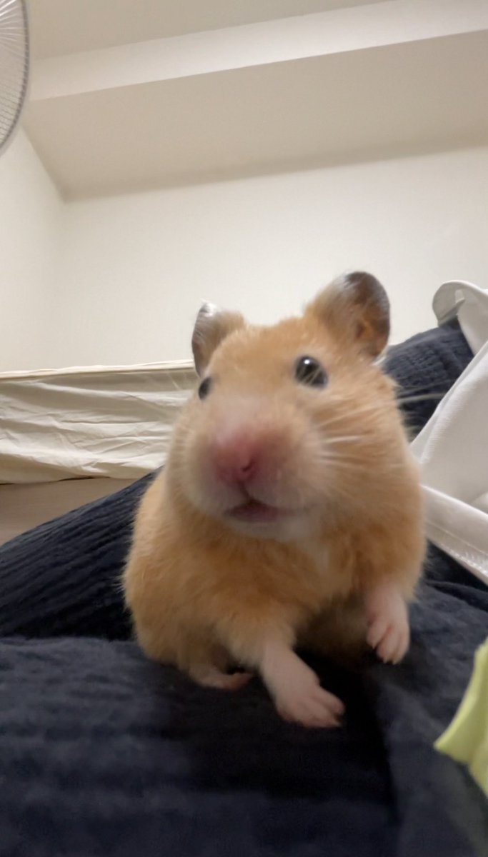 ふちゃま tweet media