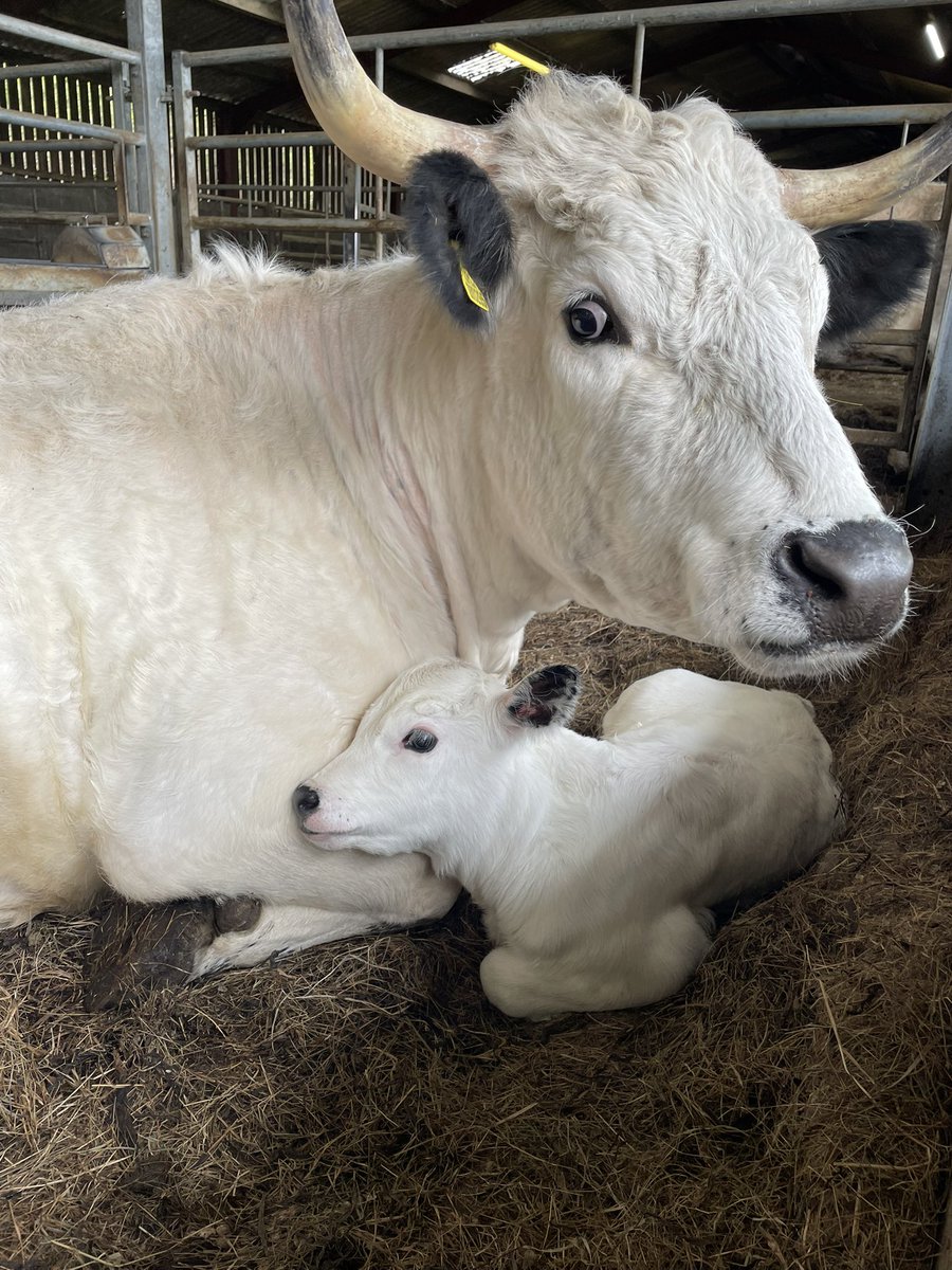 BridieStearn's tweet photo. This is Anne, she is a first time mum and is totally besotted with her heifer calf born last Friday. 🥰🥰 https://t.co/g2h7y1HRNh