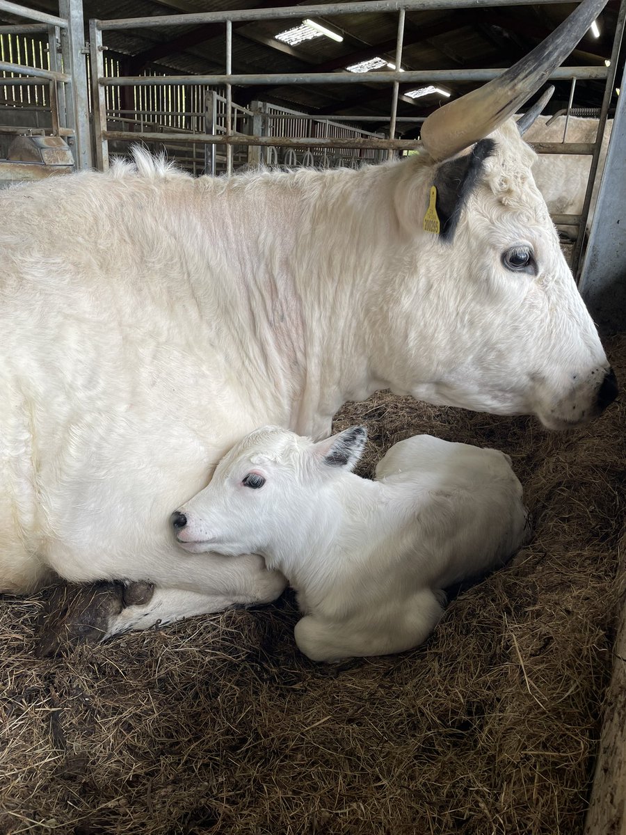 BridieStearn's tweet photo. This is Anne, she is a first time mum and is totally besotted with her heifer calf born last Friday. 🥰🥰 https://t.co/g2h7y1HRNh