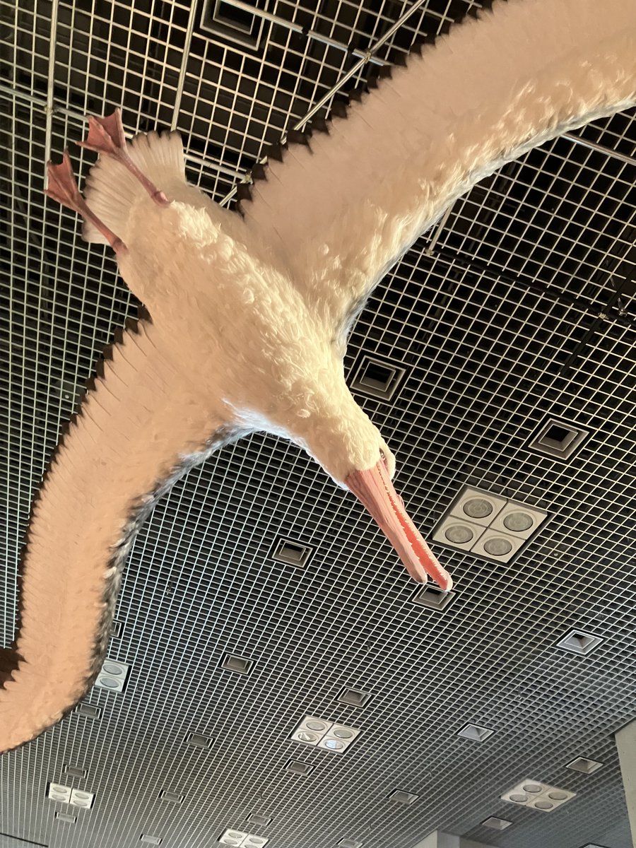 kedamarick's tweet photo. ARKのサーバにお誘い頂いて4人で共同生活を始めたのですが、放課後裏山で秘密基地作っているみたいですごく楽しいです。しかし最近はひとり寝食忘れるほどはまっていて、どうしてこんなに夢中なのかうまく言語化できない…

とりあえずこれは「鳥展」で見た巨大海鳥ペラゴルニスのペラごん！乗れる！ https://t.co/W1yI78SjdT