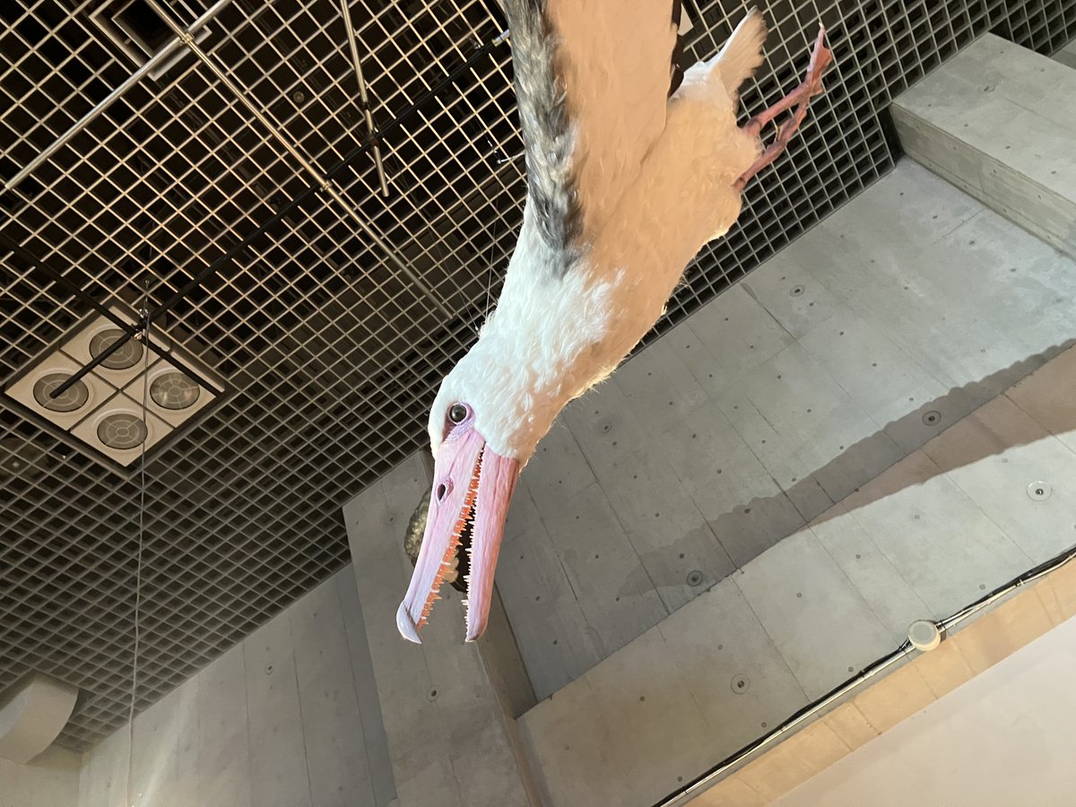 kedamarick's tweet photo. ARKのサーバにお誘い頂いて4人で共同生活を始めたのですが、放課後裏山で秘密基地作っているみたいですごく楽しいです。しかし最近はひとり寝食忘れるほどはまっていて、どうしてこんなに夢中なのかうまく言語化できない…

とりあえずこれは「鳥展」で見た巨大海鳥ペラゴルニスのペラごん！乗れる！ https://t.co/W1yI78SjdT