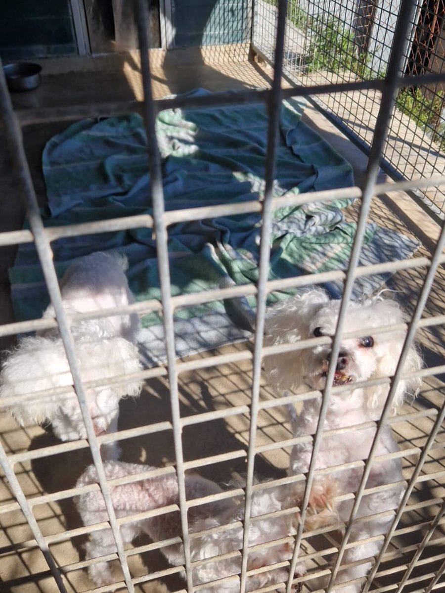 SOS Abuelos tweet media