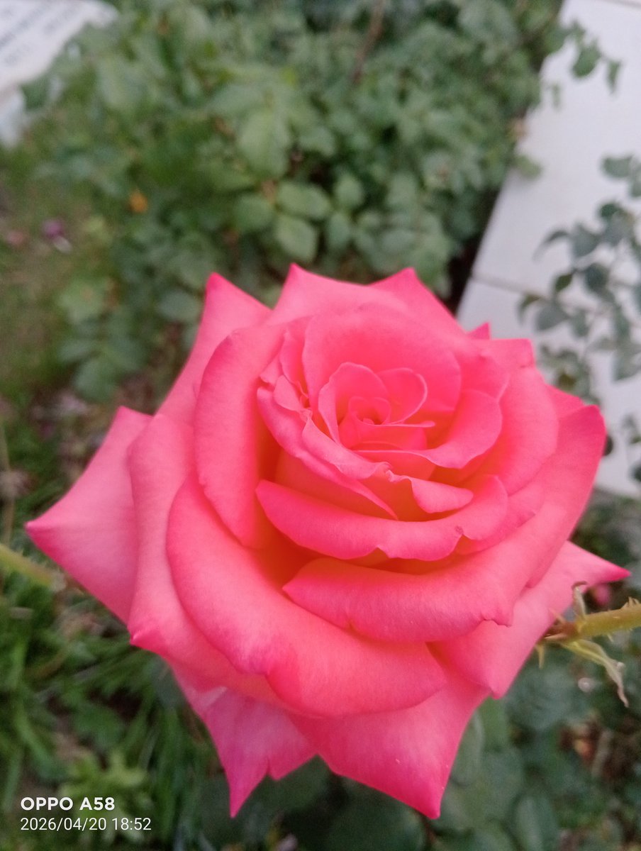 BalochMalhar's tweet photo. @its__shai https://t.co/4m7eBIjoUw