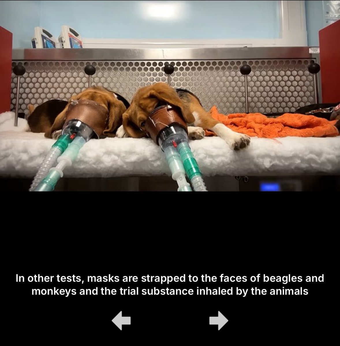 FireRabbit25's tweet image. #AnimalTesting is #AnimalTorture