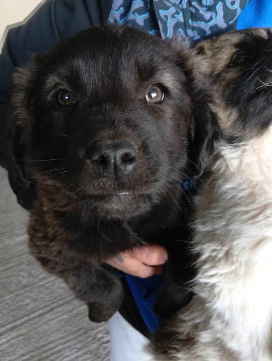 anarchivist tweet media