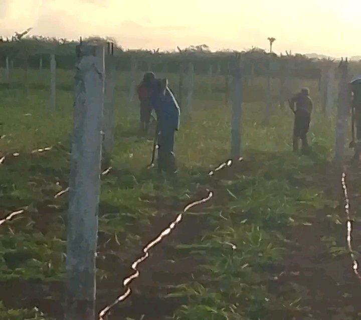 #LatiendoConFidel , en la Empresa Agropecuaria La Cuba continúa la  recuperación de áreas para la siembra de vegetales, Sí el hombre sirve, la tierra sirve  #BaraguáPorMás.