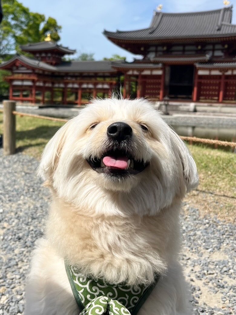 boss_no1_'s tweet photo. 平等院鳳凰堂‼️‼️‼️

#犬好きさんと繋がりたい https://t.co/ModlzTJ3Ri