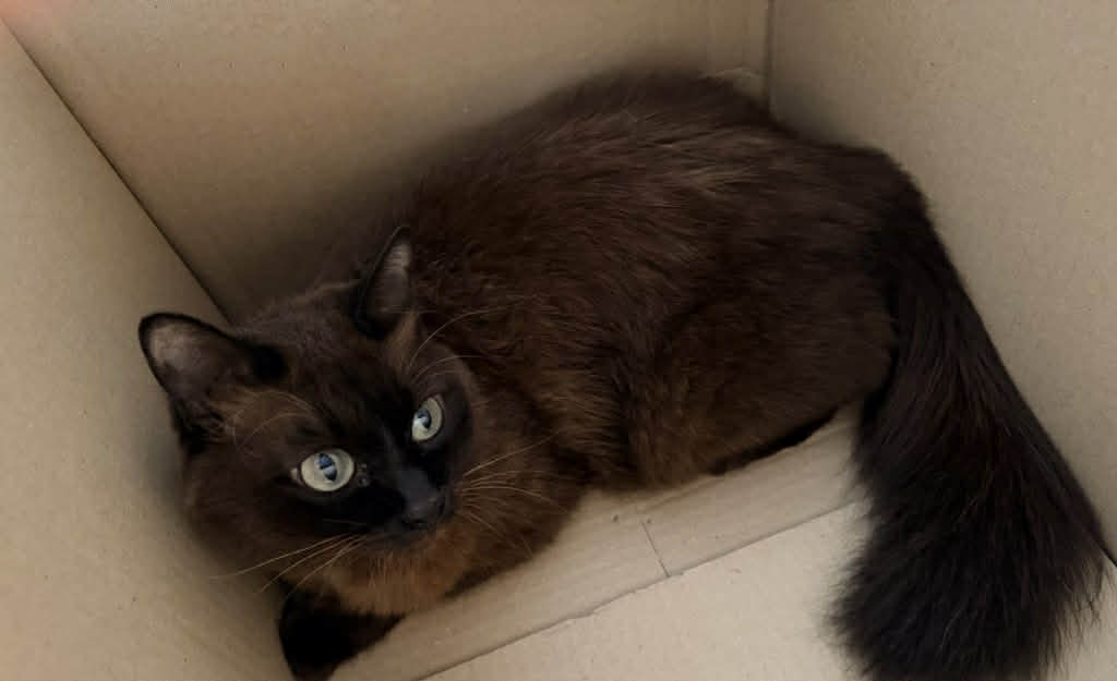 Catster & Co บ้านพักพิงแมวจร tweet media