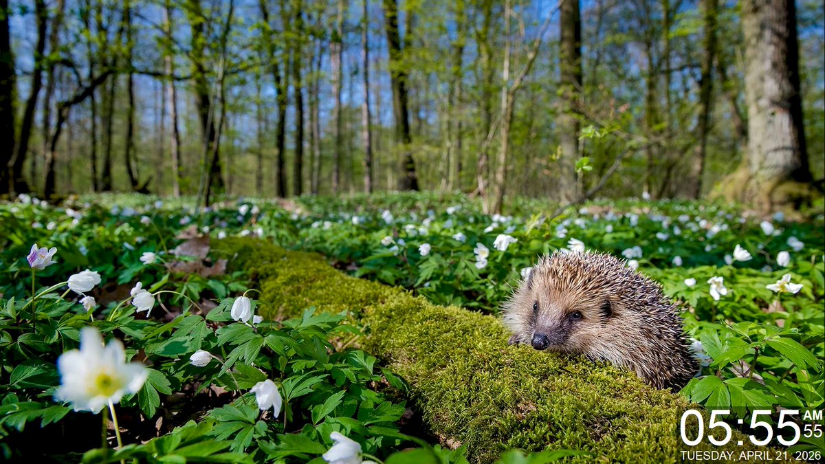 gdiObjects's tweet image. Today's Daily Wallpaper Refresh from Bing

Spring's prickly patrol. European hedgehog

bit.ly/3PfdwgI

#TodayForWindows #freedownload #tryitforyourself #imageoftheday #pictureoftheday #wallpaperoftheday