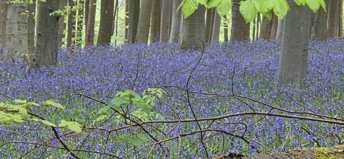KRLS's tweet photo. Si aquests dies sou de visita a Bèlgica, aprofiteu per visitar el cèlebre "bosc blau" de @hallerbos, en què aquesta època de l'any els jacints cobreixen el sòl amb una catifa lilosa espectacular. Dura poques setmanes. https://t.co/lWJUZi3Tp7