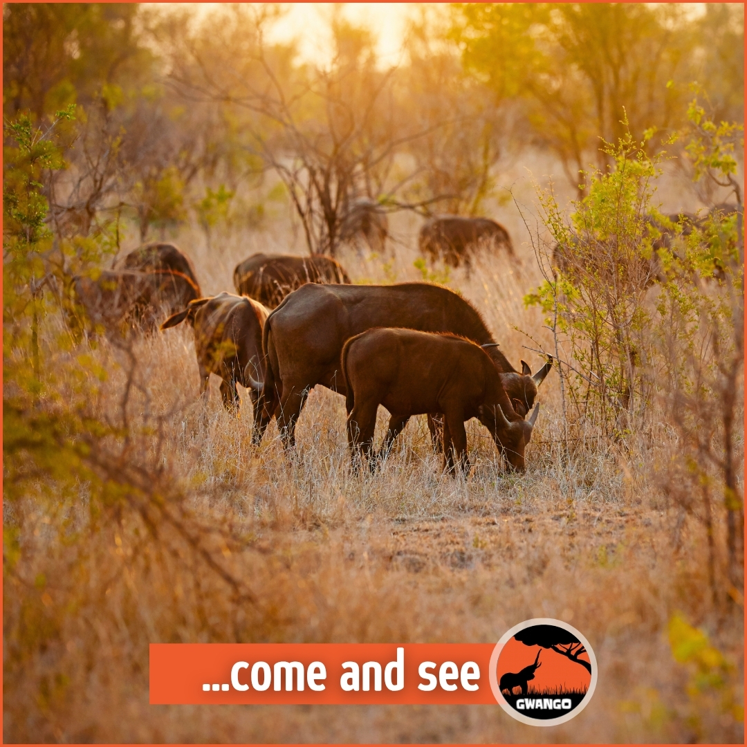 Gwango Africa Destinations tweet media