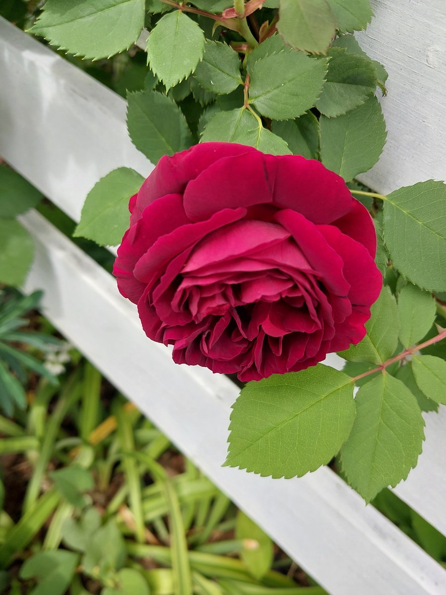 今季最初の花が咲いた！