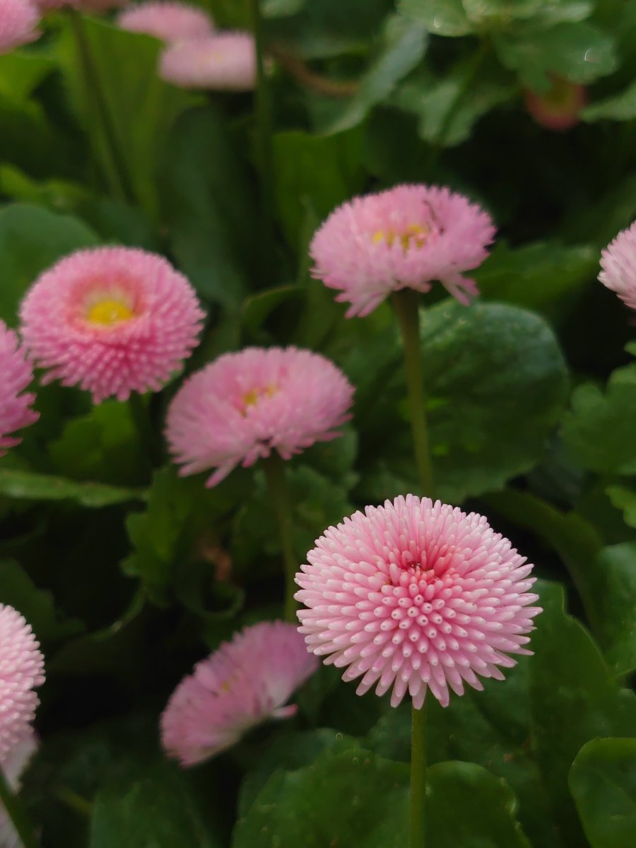 maririn63's tweet photo. あしかがフラワーパークで見つけたいろんなお花たち
藤の花ばかりでなく
他の花々も可愛かった♪ https://t.co/pbj5R0fXwH